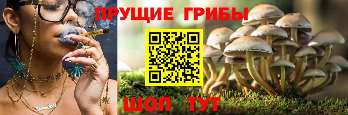 Уварово  Псилоцибиновые грибы мицелий  Вход с VPN 